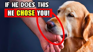 7 Signs Your Dog Has Bonded with You (Don’t Ignore!) 🚩 Net Worth