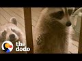 Wild Raccoon Introduces Woman To Her Daughter...And Granddaughter | The Dodo Faith = Restored