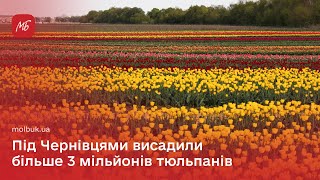 Більше трьох мільйонів квітів: чим вразить ще одне тюльпанове поле на Буковині