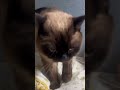Crazily stepping on tits💕 #cat #catshorts #catvideos #cute #funny