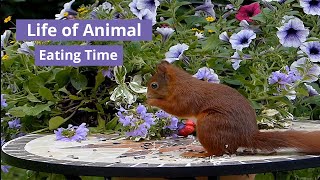 Life Of Animals - Eating Time - Rabbit, Squirrel, Monkey And Others