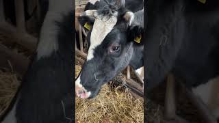 Schapen, lammetjes, koeien en kalfjes kijken op de boerderij