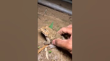 🐸🐸🐸Introducing the "VitaWear SmartBand," a next-generation wearable gadget🙏