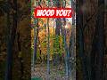 Wandering woods walkabout #Michigan #trees #nature #relax