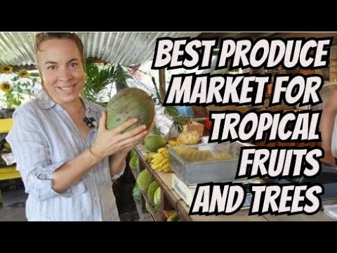 Best Product Market For Tropical Fruits and Trees