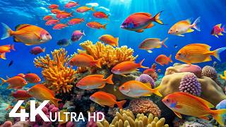 AQUARIUM 4K (ULTRA HD) - Beautiful Fish Swimming &amp; Colorful Sea Life Video 🐠 Deep Sleep Music #28