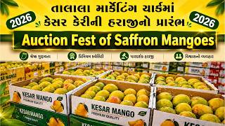 Auction Fest Of Saffron Mangoes | Talala Marketing Yard| Kesar Mangos Auction | talala mango market