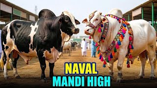 Naval Mandi Out Of Control beopari khush. 