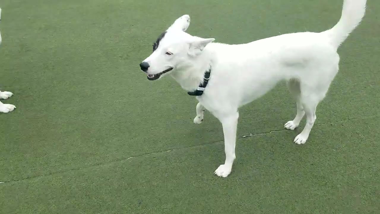 Playtime at Dogs On The Farm & Cats Too!