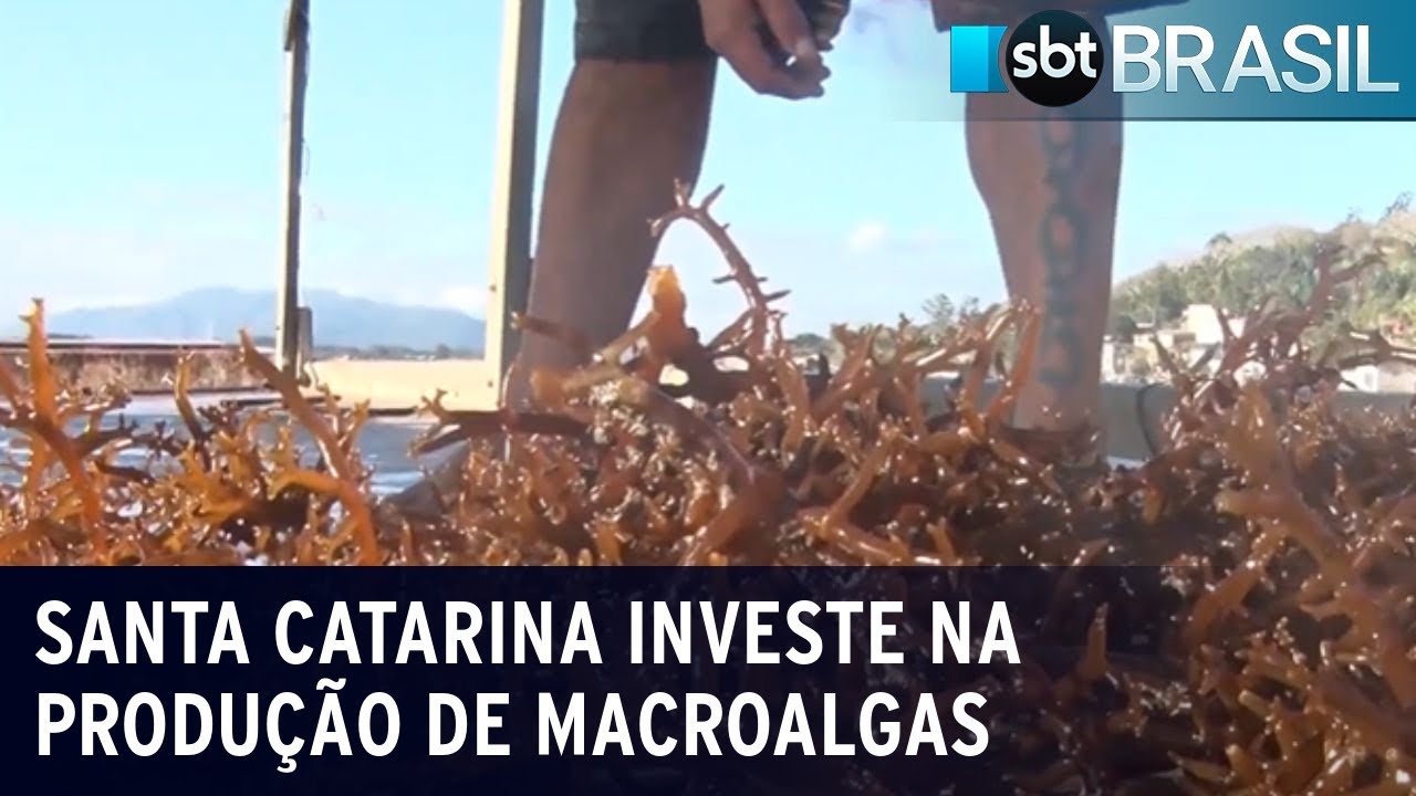 Santa Catarina busca se tornar referência na produção de macroalgas | SBT Brasil (02/09/23)