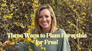 How to Root Forsythia-3 different ways!