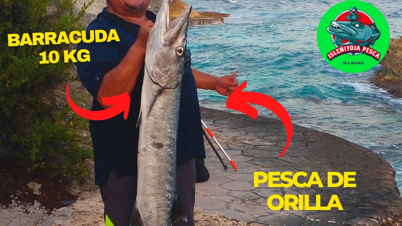 Pesca y cocina de barracuda de 10kg de orilla en isla mujeres
