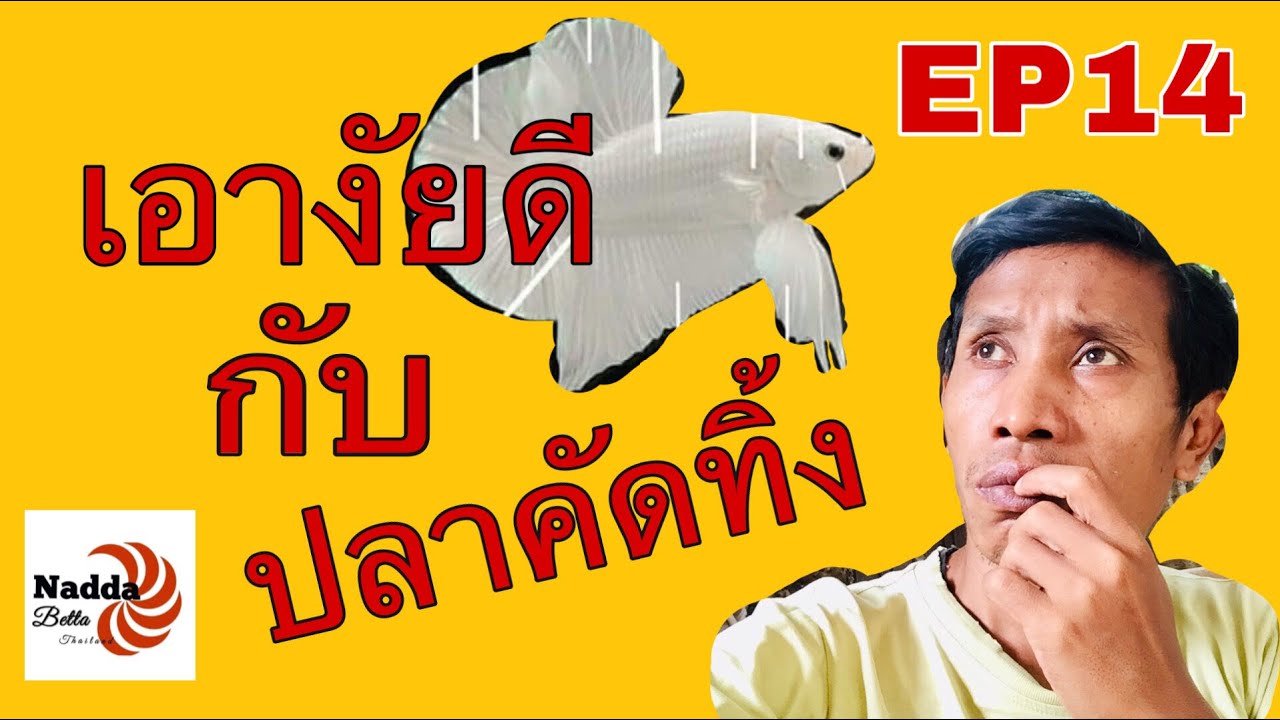 ปลากัดคัดทิ้ง สามารถนำมาพัฒนาต่อยอดได้