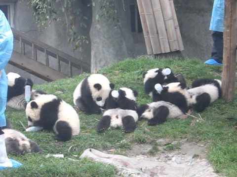 Како се храни бебе панда?