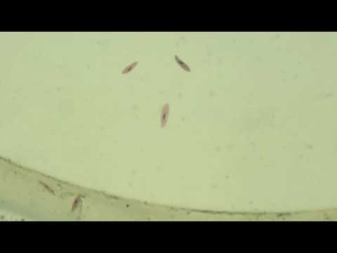Microscopy Orientation GB