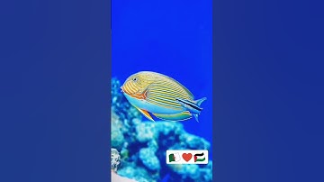 الله لا إله إلا هو الحي القيوم لا تأخذه سنة ولا نوم | الآية 255 من سورة البقرة #القرآن_الكريم #غزة