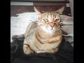#amongus #roblox #memes #cat