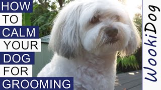 How to CALM a dog for grooming (Our Top 10 Grooming Tips)  WookiDog Maltese Shih Tzu mix
