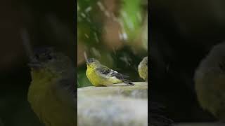 Goldfinches in a Splish Splash Bird Bad [4k/120]