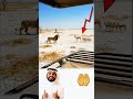 اعجوب ملاقه بين اسدا ومجوعه من الغزلان وتلفين حول بعضهن ومتنعين اعن الحركه اكسبلور لايك  