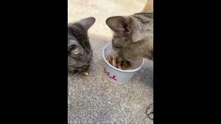 Kelsey and Keebie (SPED UP VERSION) #cat #cute #eating #lol #funny ￼ Wealth