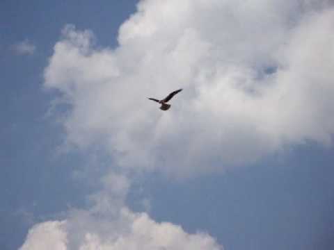 Osprey dive in Northeastern PA