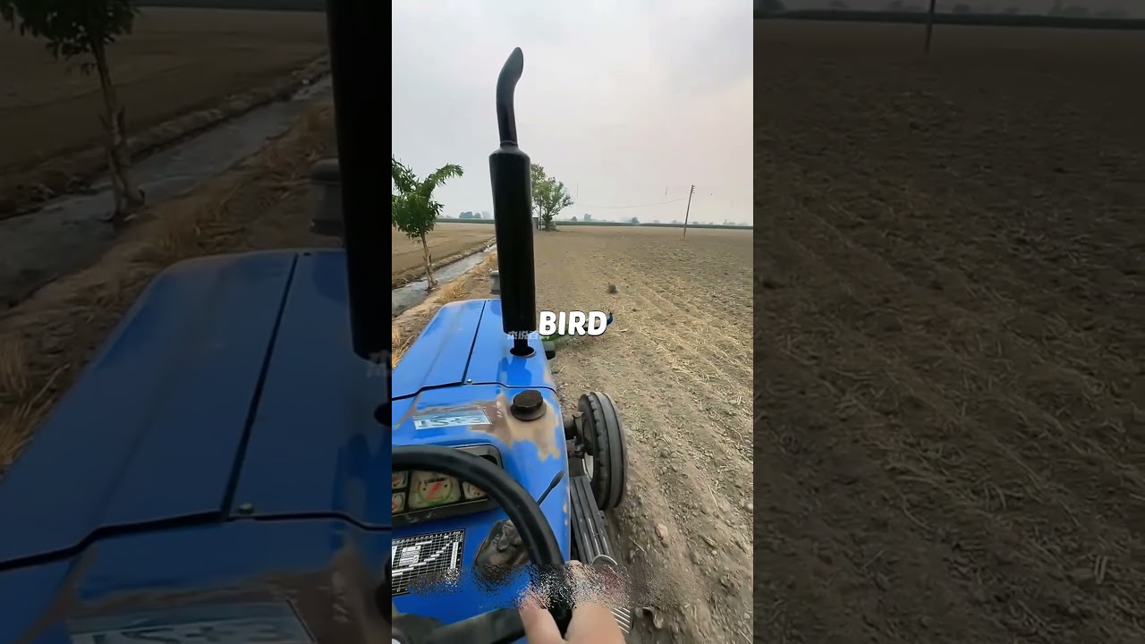 Nature asked. A human answered. Kindness came full circle 🦚💙