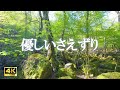 優しいさえずり ～ 新緑に包まれた森 鳥のさえずり 川の音| 癒しの空間づくり・自律神経を整える【ASMR / 4K】