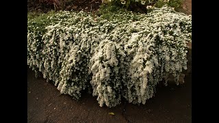 Астра вересковая &quot;Снежная лавина&quot; Snow Flurry и всё о ней.#астравересковаяснежнаялавина. #астрывсаду