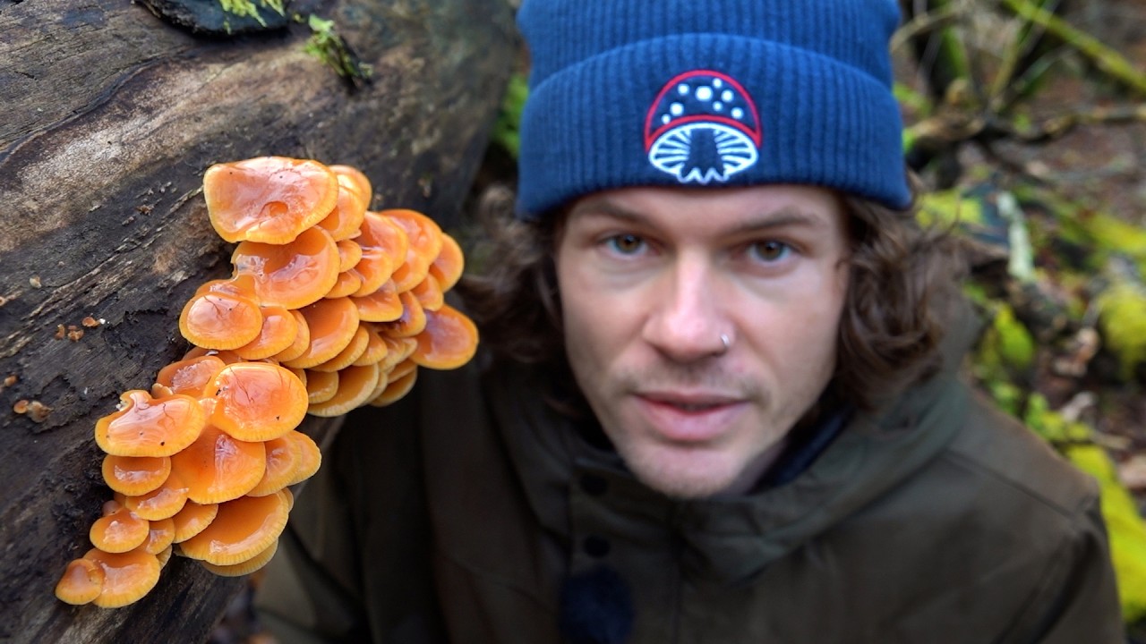 Die überraschende Vielfalt der Winterpilze - Jetzt sammeln!