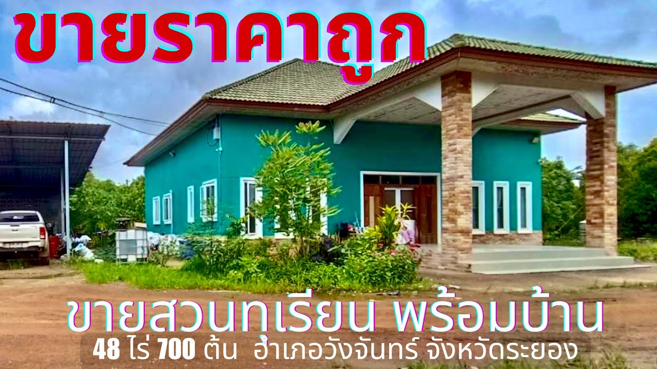 EP726.ขายสวนทุเรียนราคาถูก พร้อมบ้านหลังใหญ่ อำเภอวังจันทร์ ระยอง ต้นสนใจโทร 0981473498_0887902134