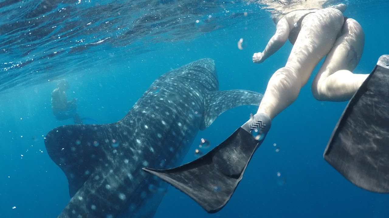 palawan whale shark tour