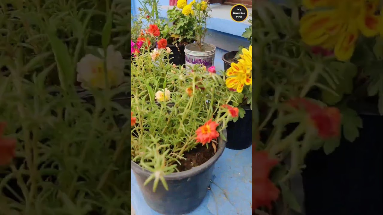 Beautiful flower garden #gardeningtips #garden #beautifulflowers #gardening #viral #flowers #shorts
