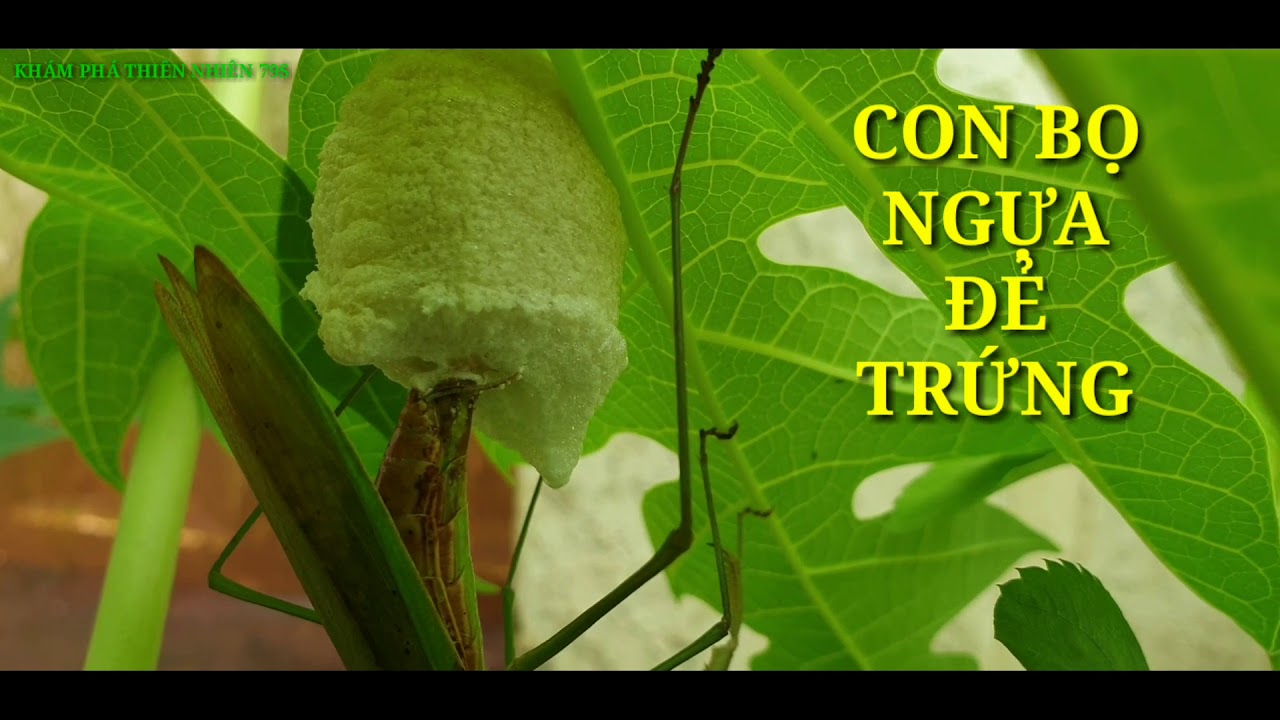 Con bọ ngựa đẻ trứng | Con bọ ngựa | mantis - YouTube