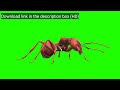 Realistic Red Ant Walking and Moving on Green Screen – Free Stock Footage for Educational Content