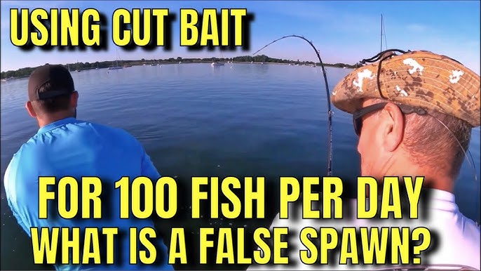 Striper Fishing LIVE BAIT in Freshwater! How to catch Striped Bass
