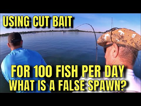 Striper Fishing FALSE SPAWN on Your Lake! Striped Bass PILE UP HERE EVERY YEAR! Right Now! Simrad