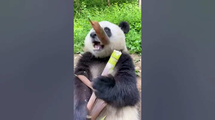 熊貓🐼吃筍專業戶 - 天天要聞