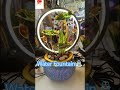 Roshni gifts and light🎁 jhumar lighting, Home decor shop Nallasopara East #homedecor #waterfountain