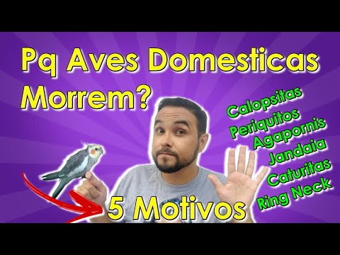 Por que as Aves Domesticas Morrem?? 5 Motivos! Calopsita, Periquito, Papagaio...