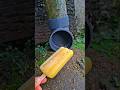 es krim Nanas buat hamsters #trendingshorts