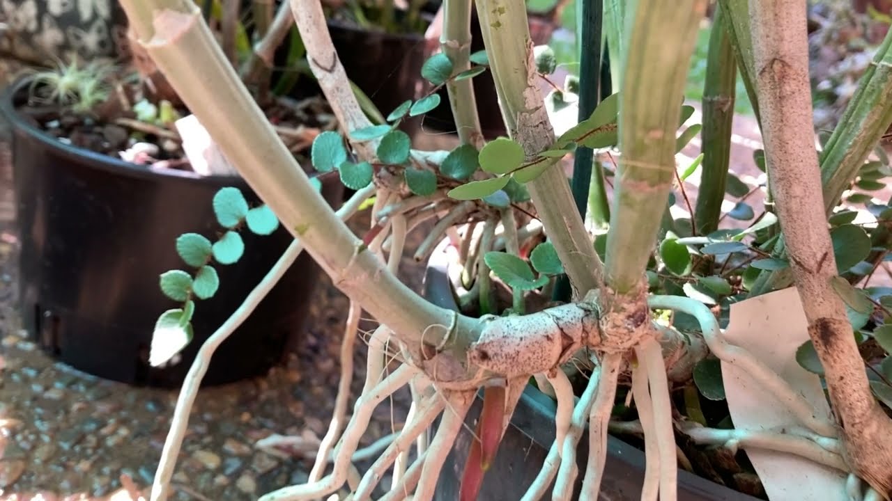 Чтобы Каттлея Пахла / Стадии Роста Катттлеи / Зимний Отдых, Зимний Уход 🥶