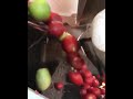 Separação mecânica de tomate pela cor do fruto, impressionante