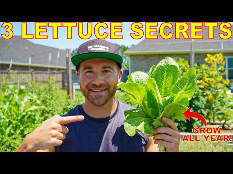 Video: Lettuce 'Blused Butter Oaks' – Cara Menumbuhkan Tanaman Selada Butter Oaks