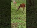 懐旧、舟木一夫さん「踊ろうぼくと」。6月20日、今日も垂井宿の鹿🦌の親子は元気ですよ〜