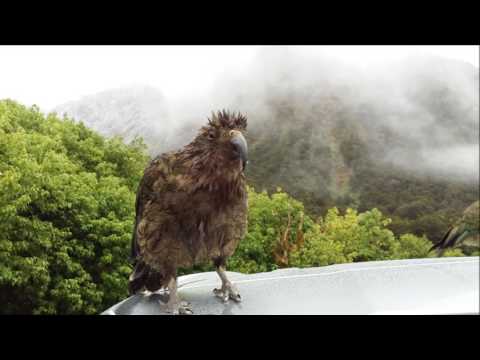 Дикие попугаи в Новой Зеландии