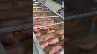 High-Efficiency Sweet Potato Washing Machine | Industrial Root Vegetable Cleaner