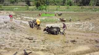 Rice Planting in Nepal