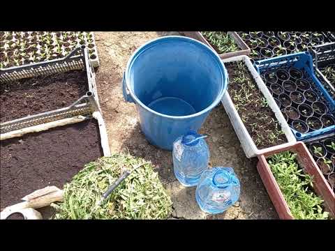 Video: Gnojivo od korova - Kako napraviti gnojivo za maslačak