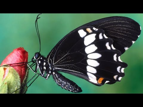 Vídeo: O que significa quando você vê uma borboleta preta e azul?